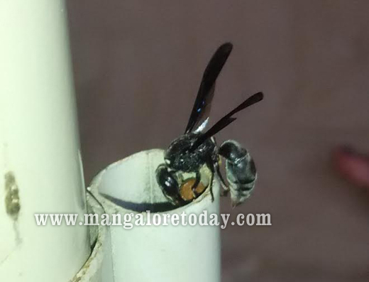 ‘Assassin’ Wasp spotted in Mangaluru 3